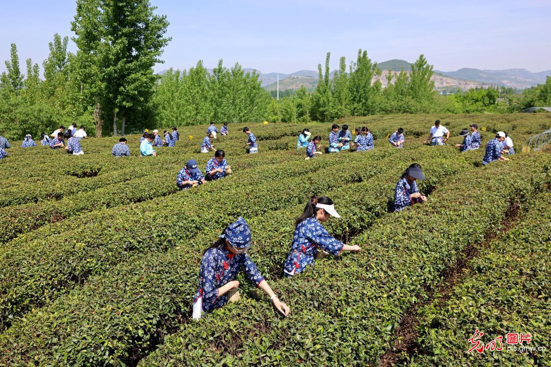 茶园研学长知识 茶园研学长知识