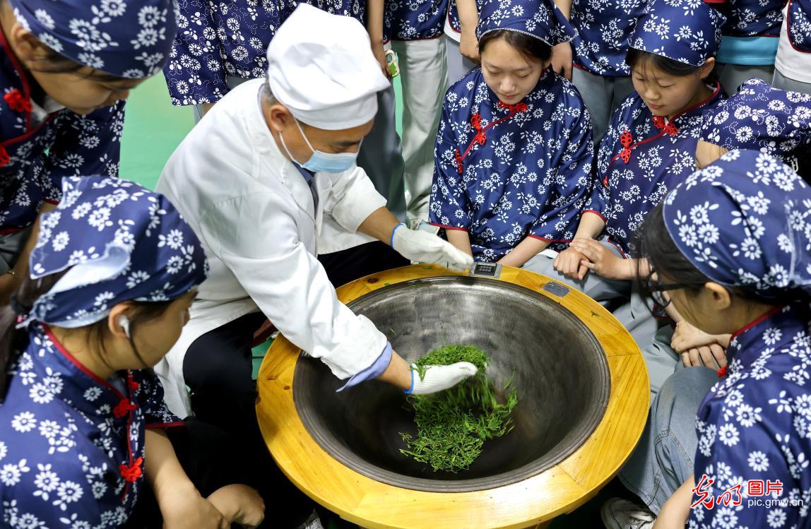茶园研学长知识 茶园研学长知识