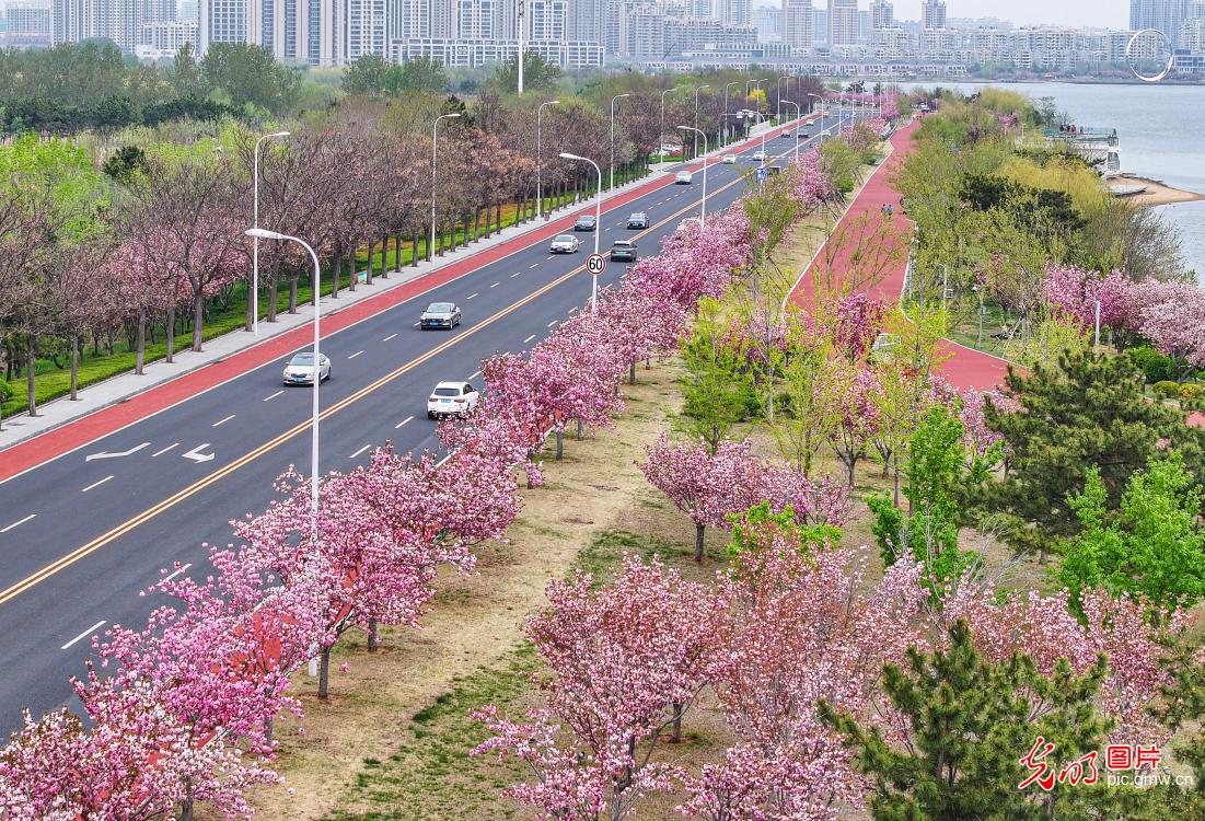 “樱花大道”尽赏繁花 “樱花大道”尽赏繁花