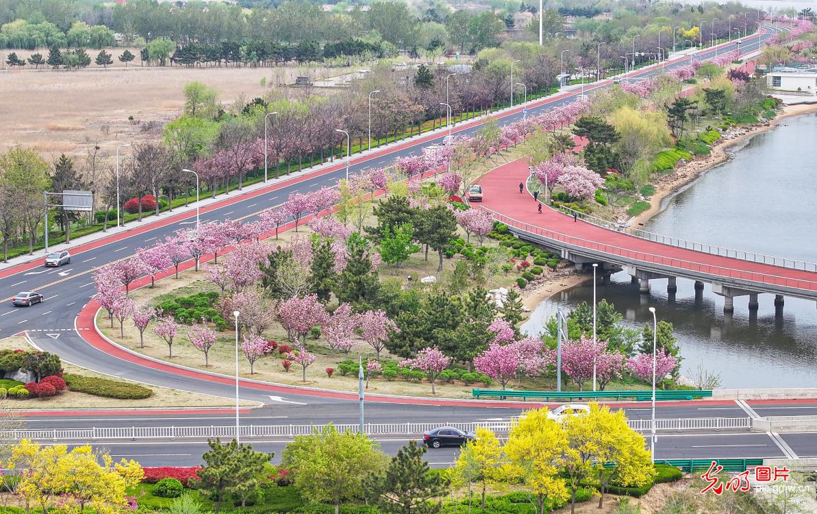 “樱花大道”尽赏繁花 “樱花大道”尽赏繁花