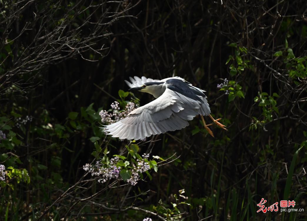 鹭鸟翩跹处 人鸟共生美 鹭鸟翩跹处 人鸟共生美