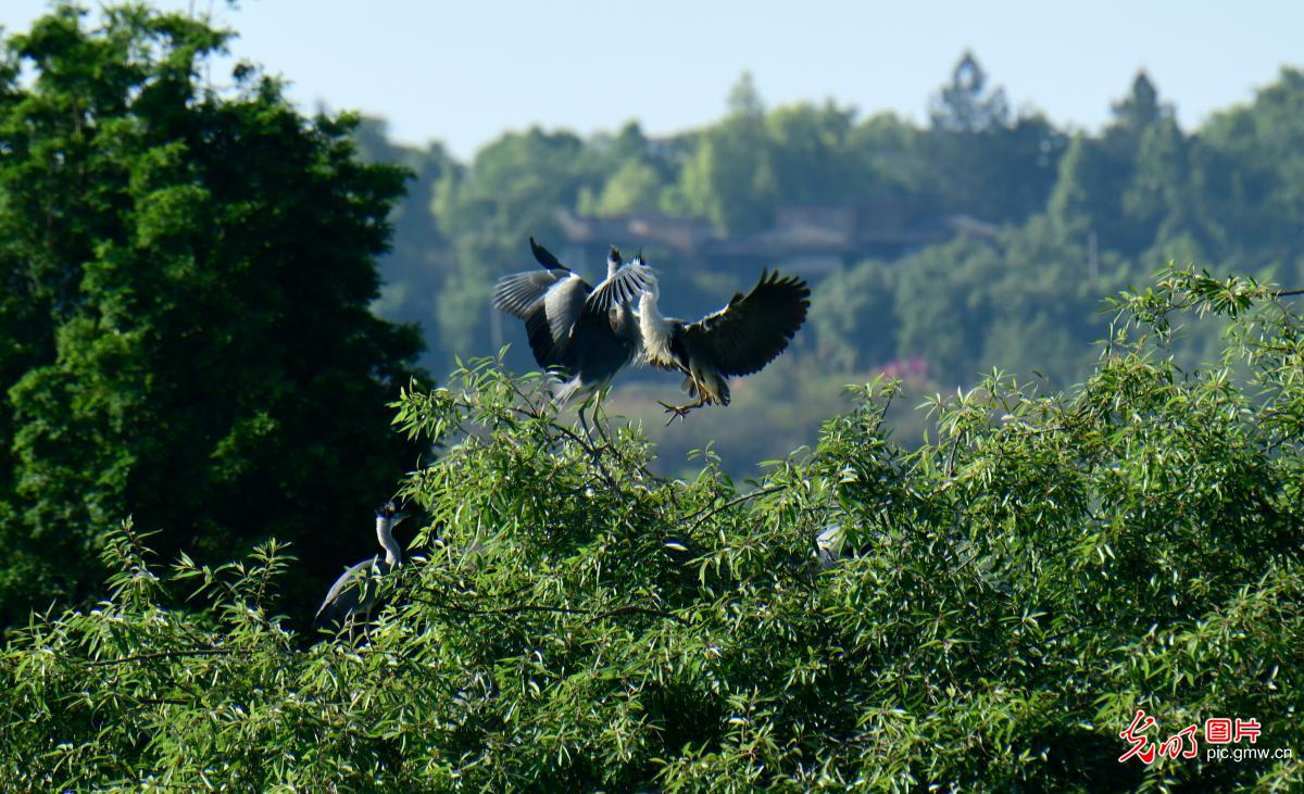 鹭鸟翩跹处 人鸟共生美 鹭鸟翩跹处 人鸟共生美