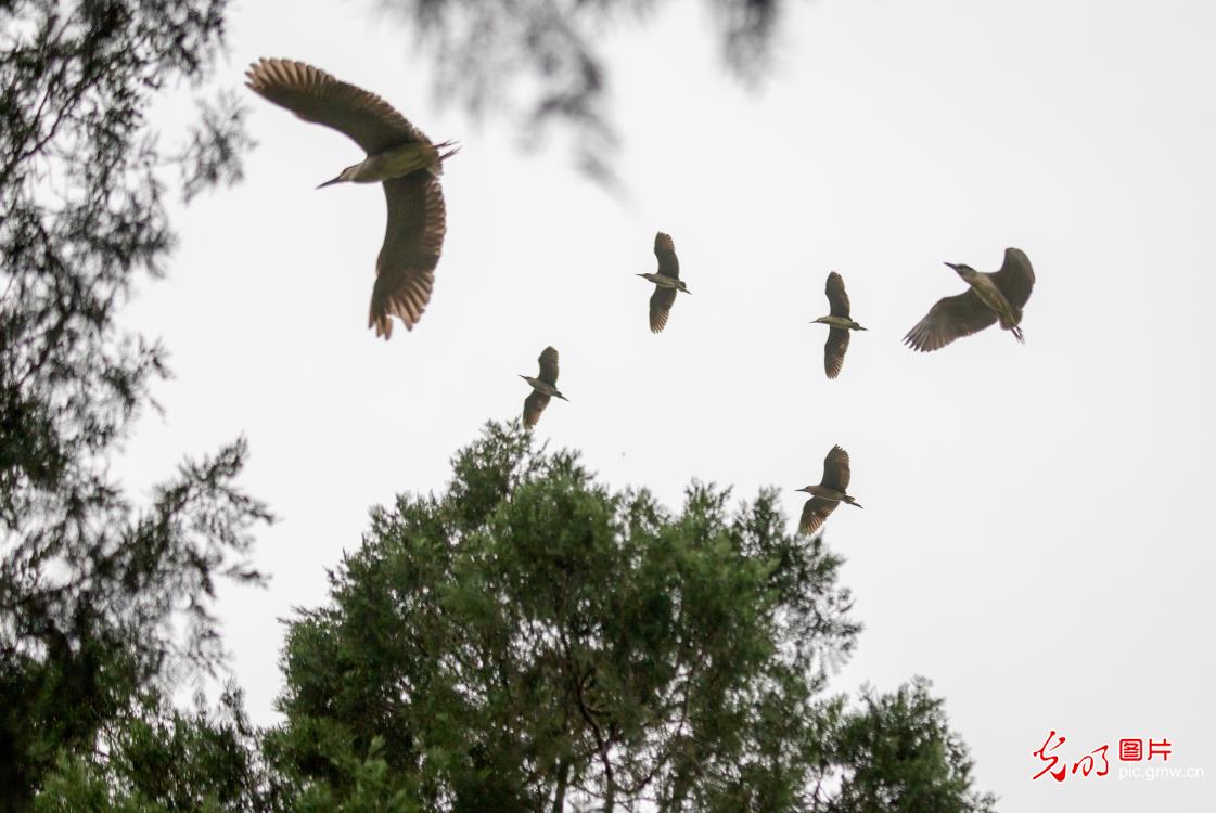 鹭鸟翩跹处 人鸟共生美 鹭鸟翩跹处 人鸟共生美