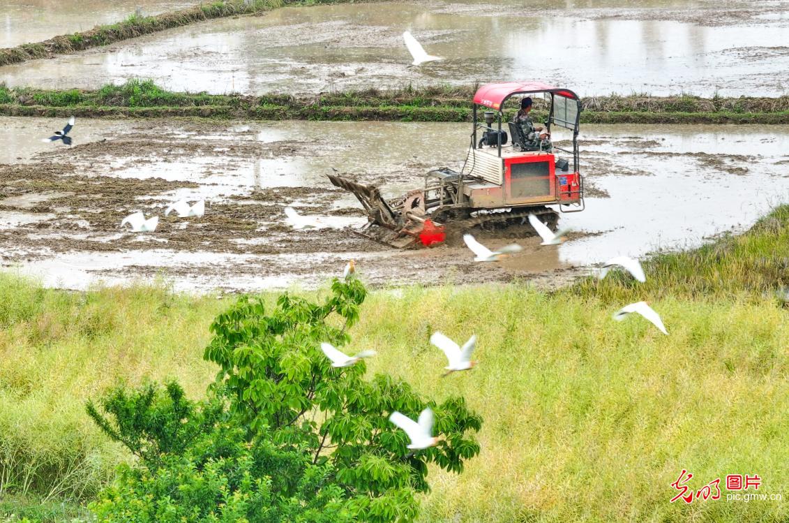 鹭鸟翩跹处 人鸟共生美 鹭鸟翩跹处 人鸟共生美