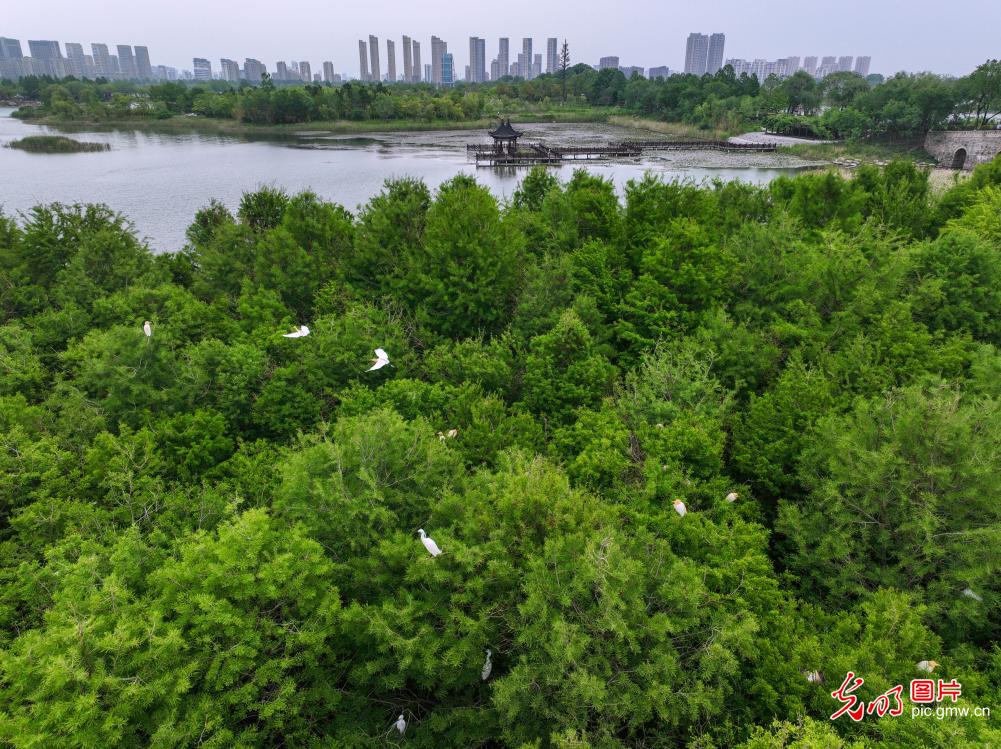 鹭鸟翩跹处 人鸟共生美 鹭鸟翩跹处 人鸟共生美