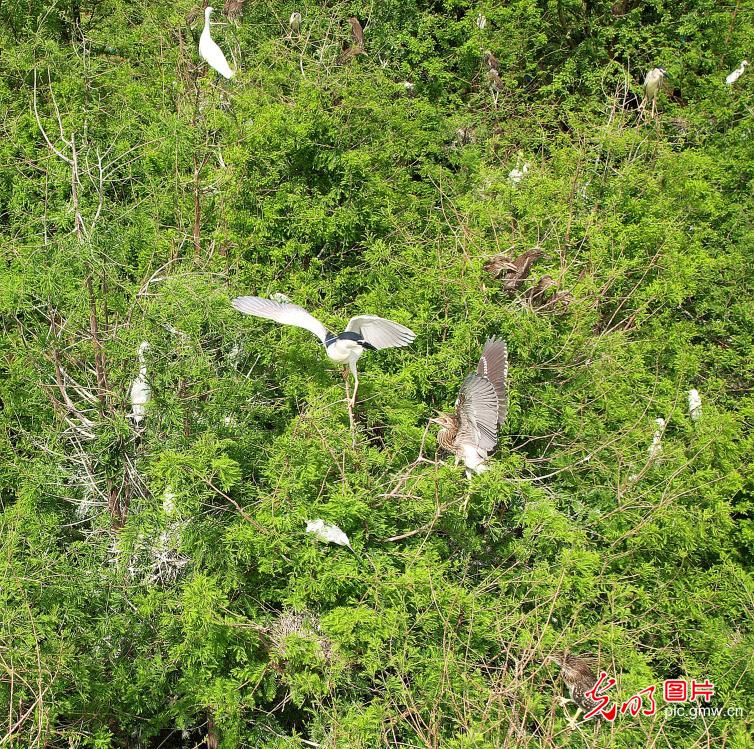 鹭鸟翩跹处 人鸟共生美 鹭鸟翩跹处 人鸟共生美