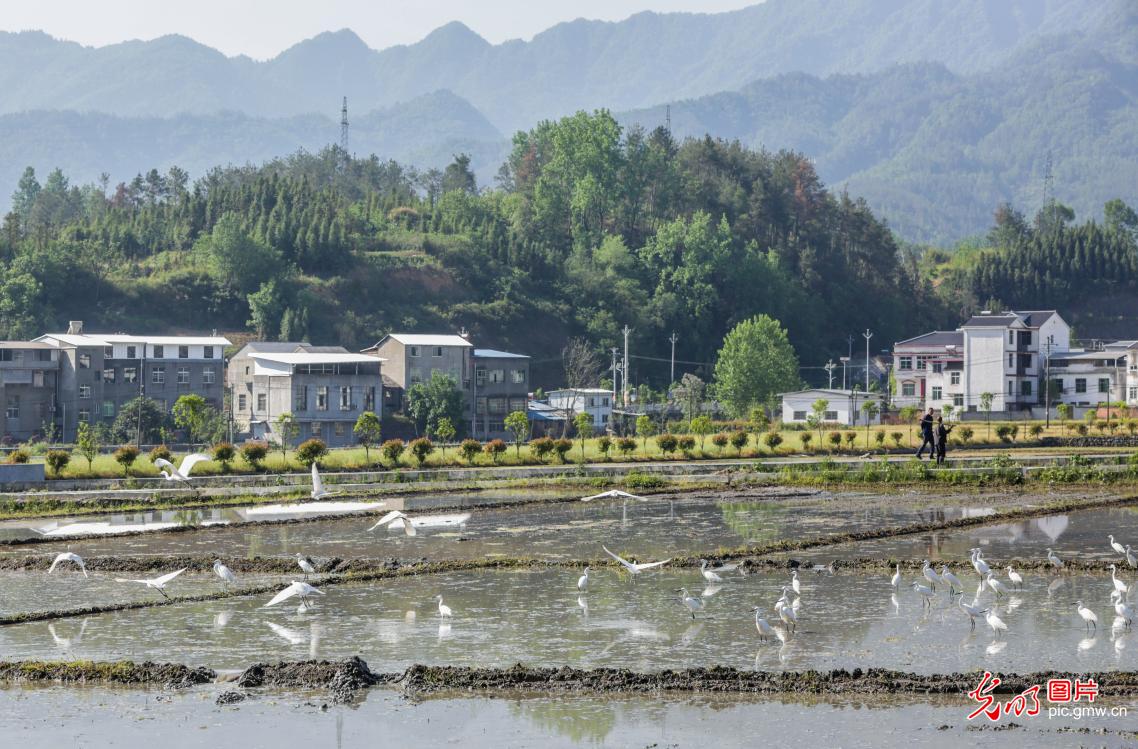 鹭鸟翩跹处 人鸟共生美 鹭鸟翩跹处 人鸟共生美