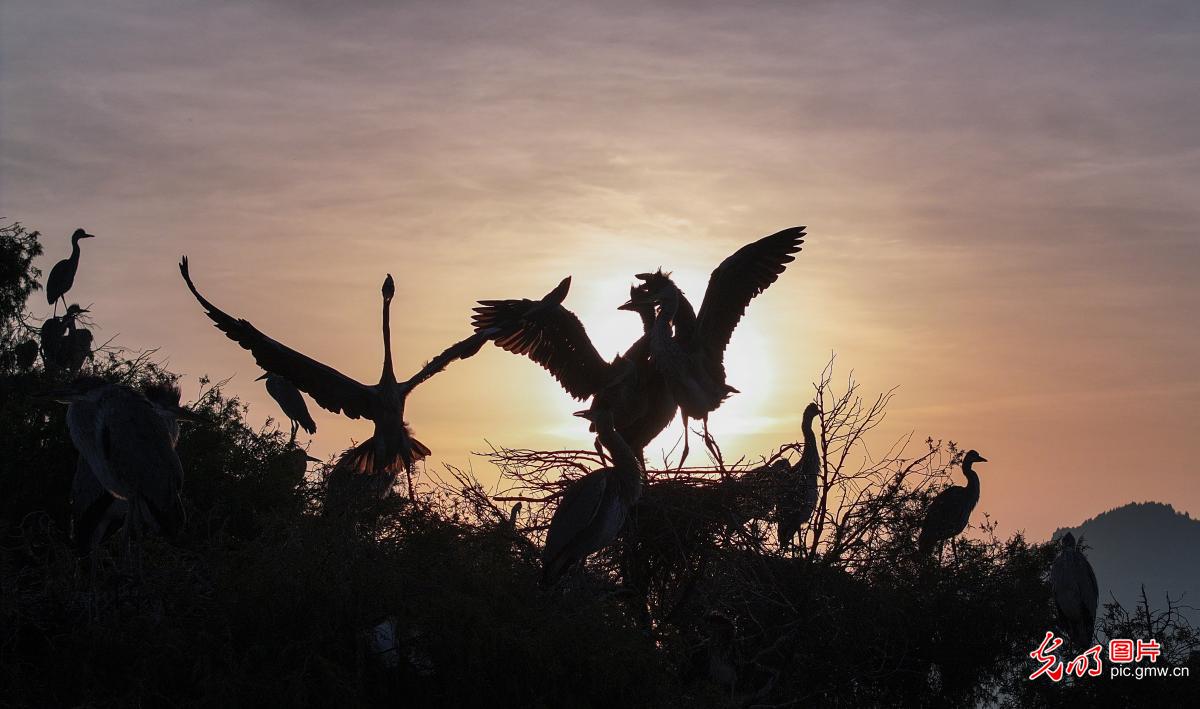 鹭鸟翩跹处 人鸟共生美 鹭鸟翩跹处 人鸟共生美
