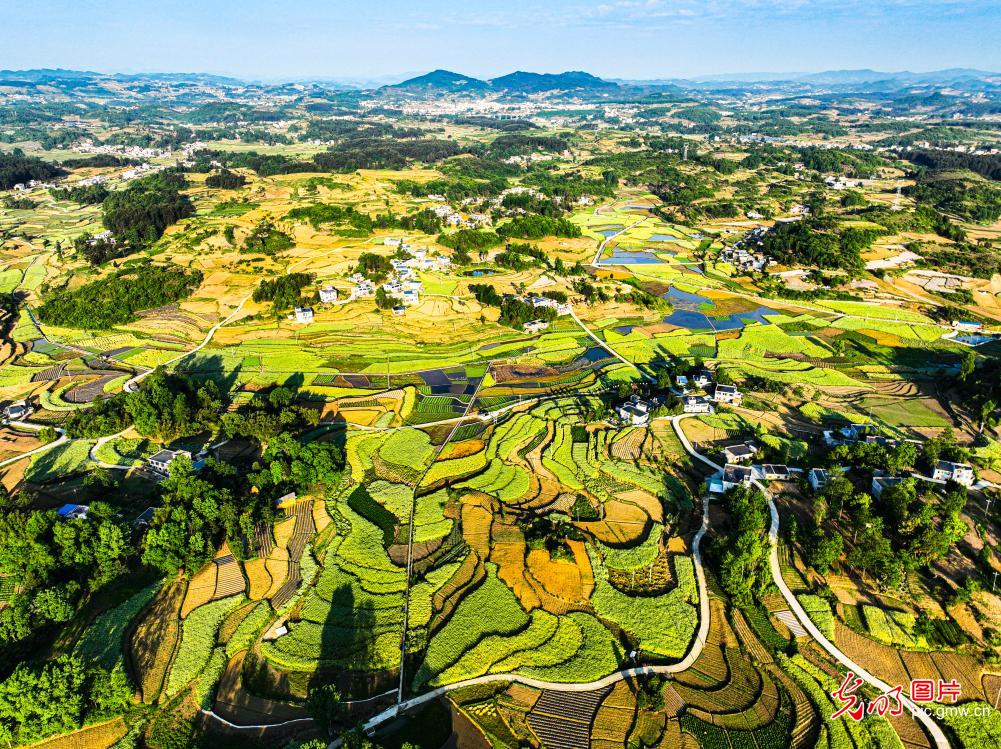 油菜渐黄 丰收在望