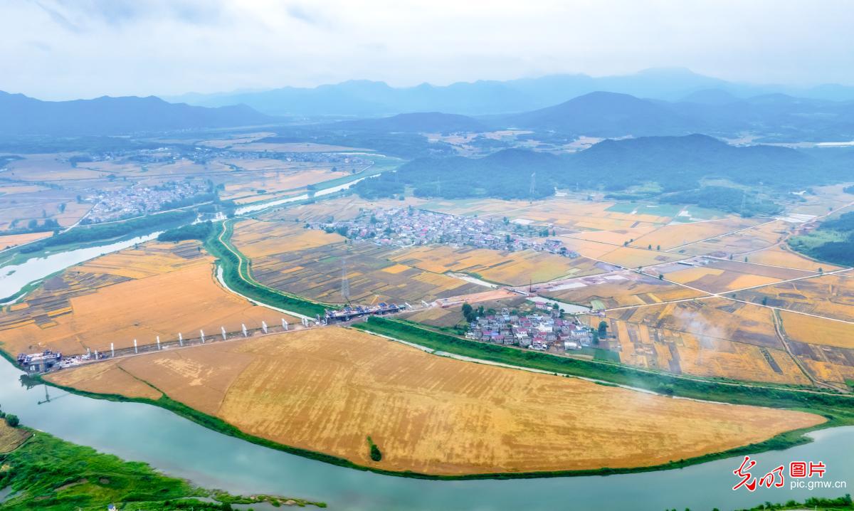 田园“丰”景如画