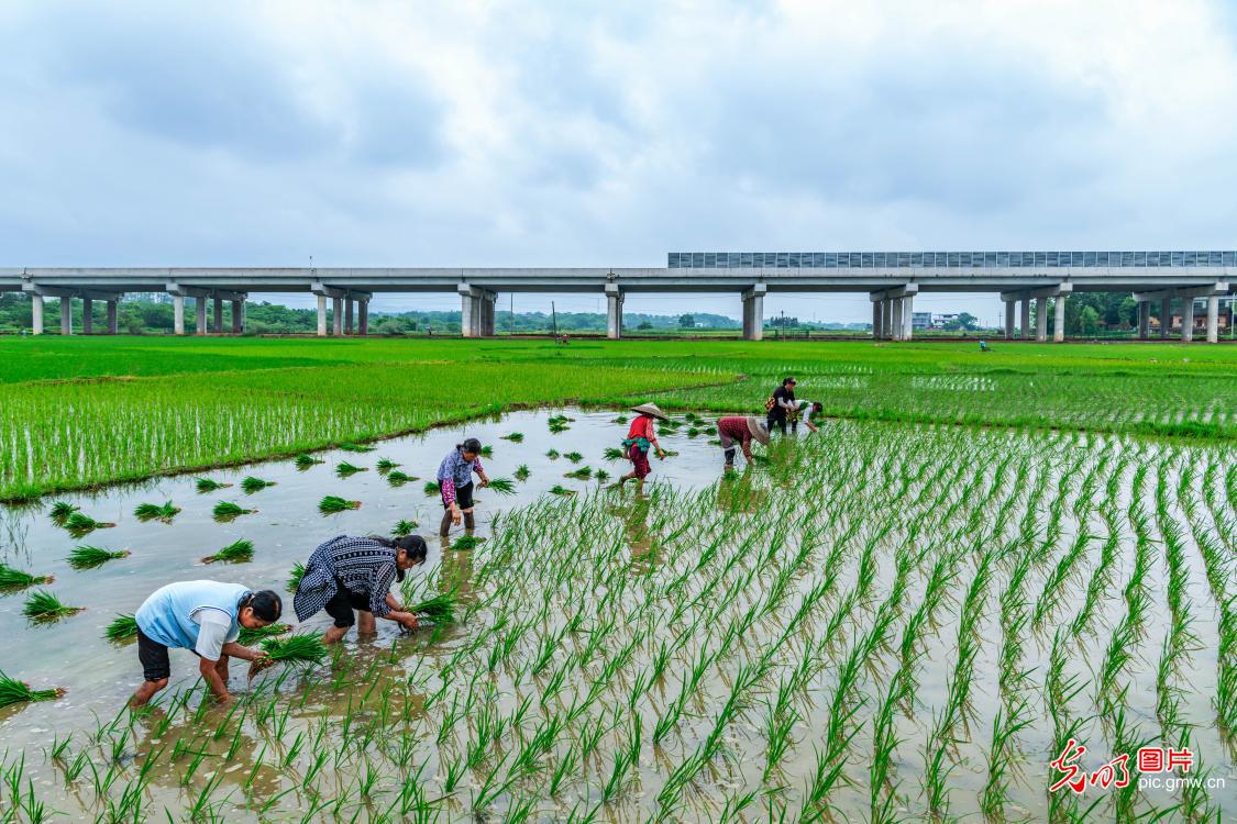 抢插再生稻 促进增产增收