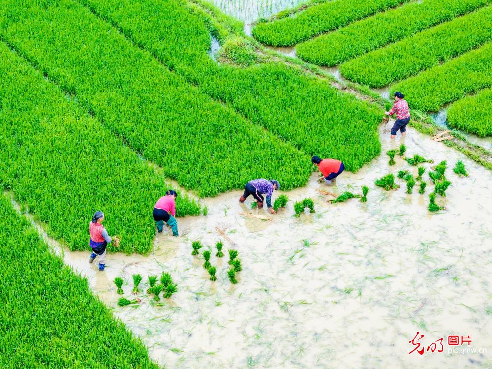 抢插再生稻 促进增产增收