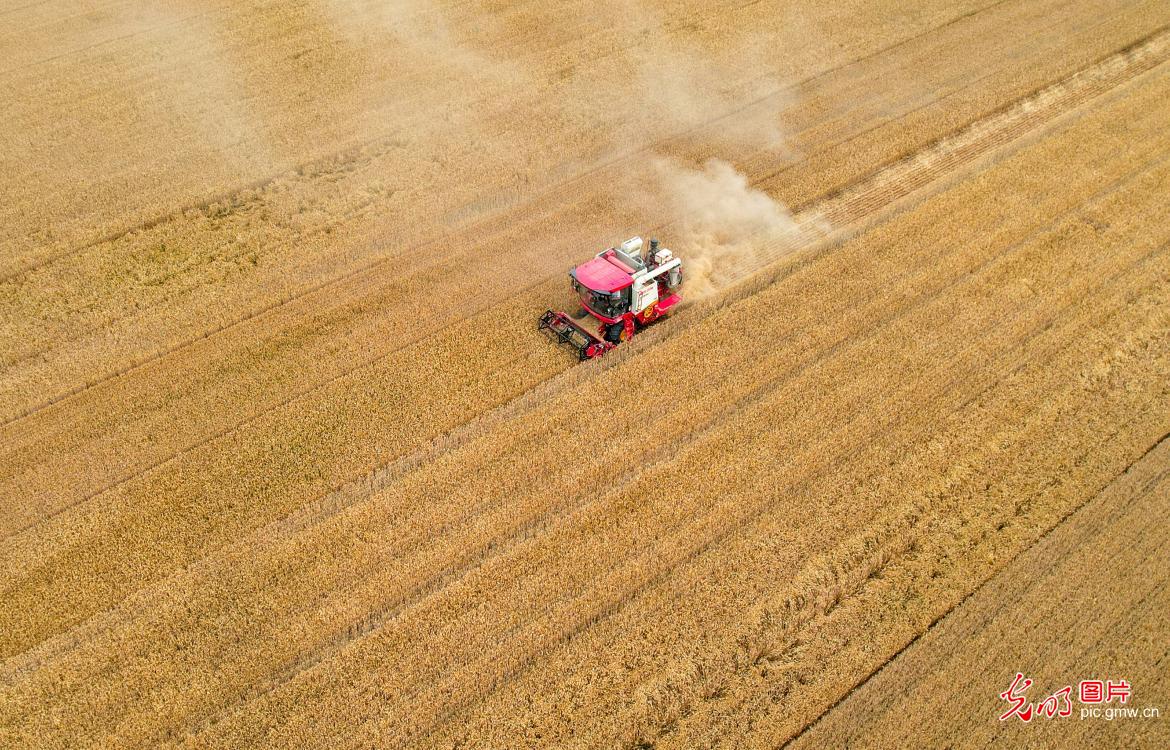 芒种将至 “三夏”农忙全力抢收夏粮稳粮安