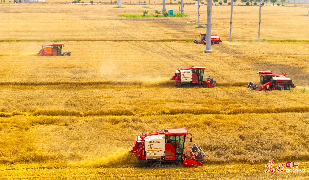 芒种将至 “三夏”农忙全力抢收夏粮稳粮安