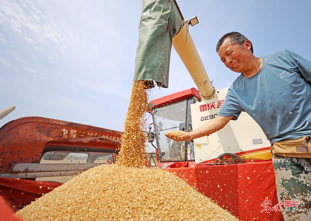 芒种将至 “三夏”农忙全力抢收夏粮稳粮安