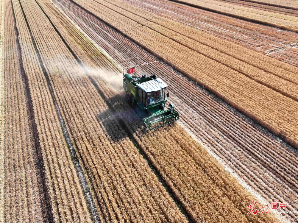 芒种将至 “三夏”农忙全力抢收夏粮稳粮安
