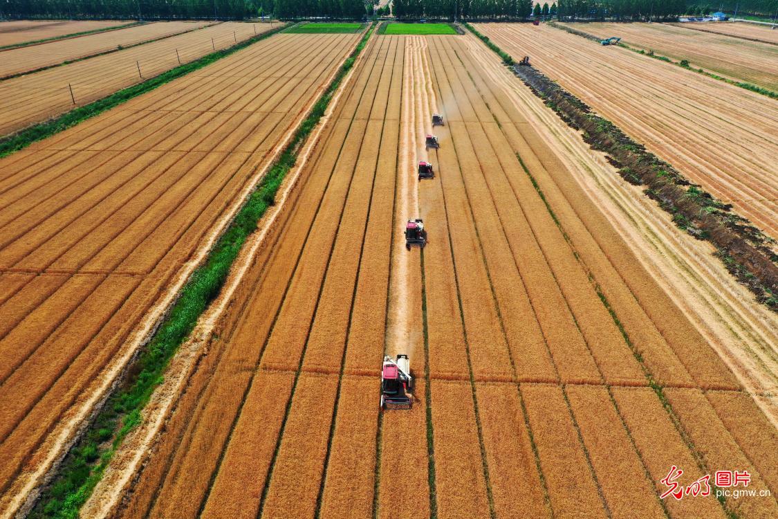 芒种将至 “三夏”农忙全力抢收夏粮稳粮安