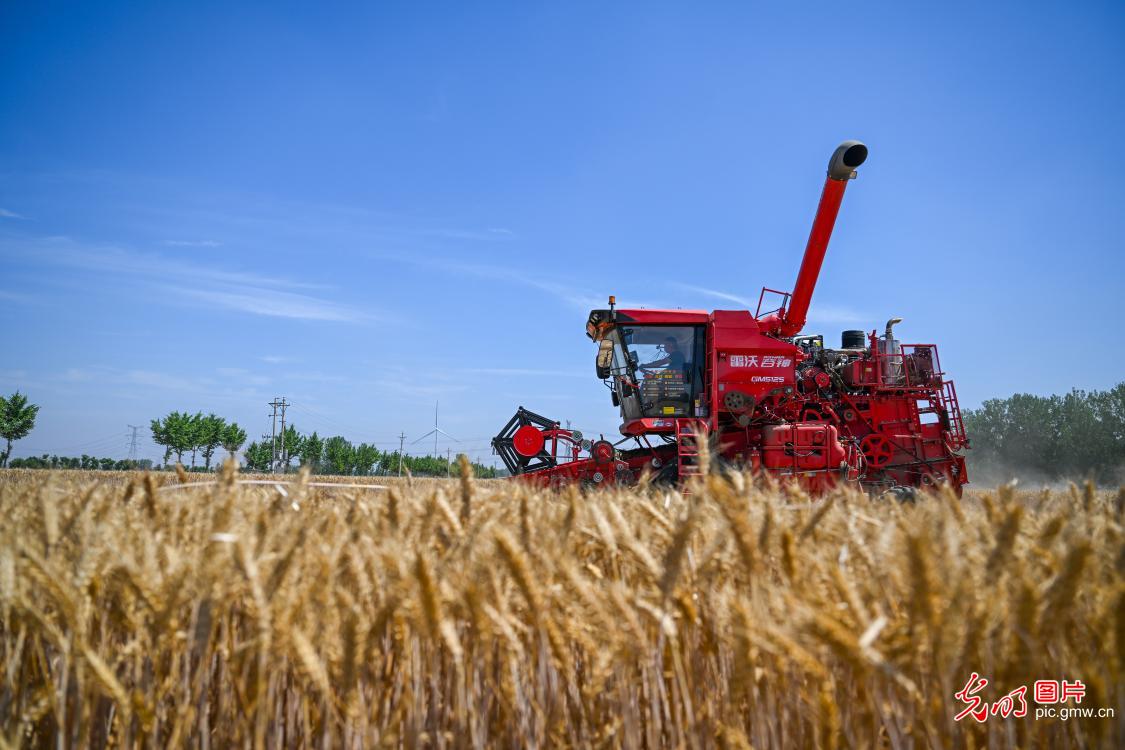 芒种将至 “三夏”农忙全力抢收夏粮稳粮安
