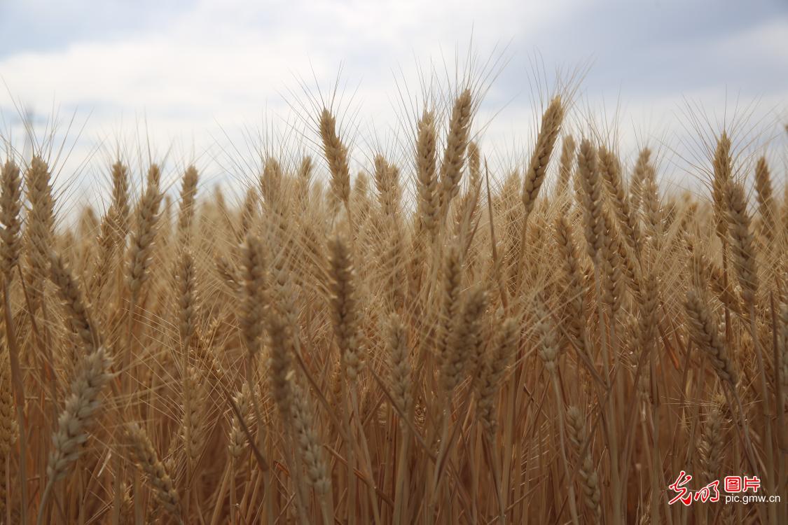 芒种将至 “三夏”农忙全力抢收夏粮稳粮安