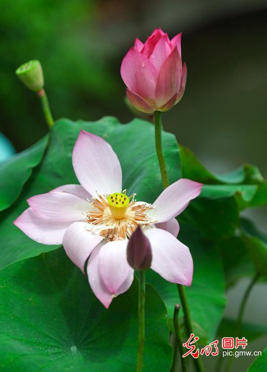 荷叶田田时 夏意正萌芽