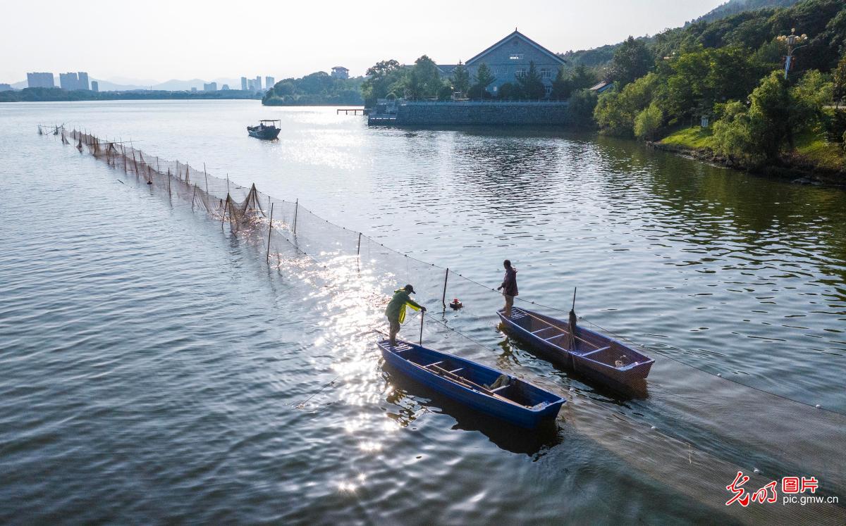 夏捕开网 鱼跃人欢