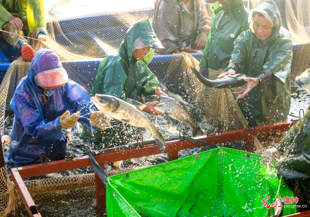 夏捕开网 鱼跃人欢