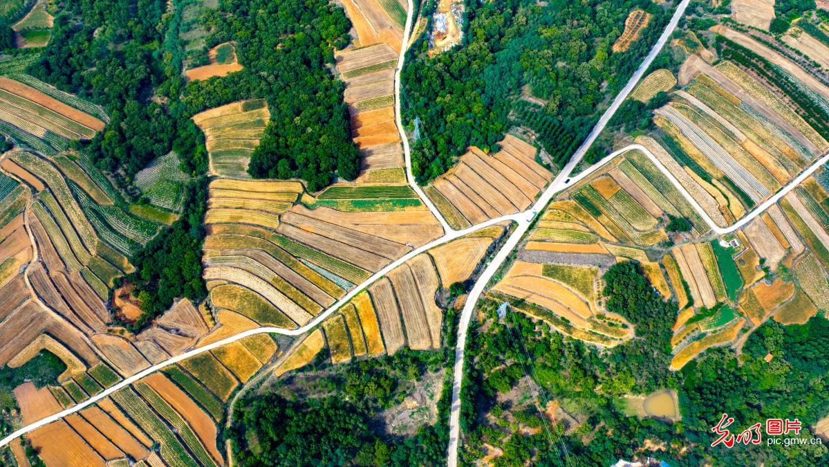 梯田色彩斑斓 农作物长势良好