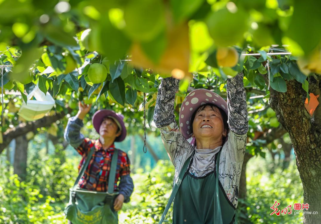 瓜果飘香采收忙