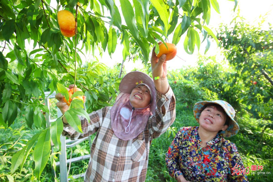 瓜果飘香采收忙