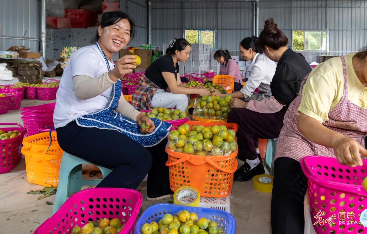 瓜果飘香采收忙