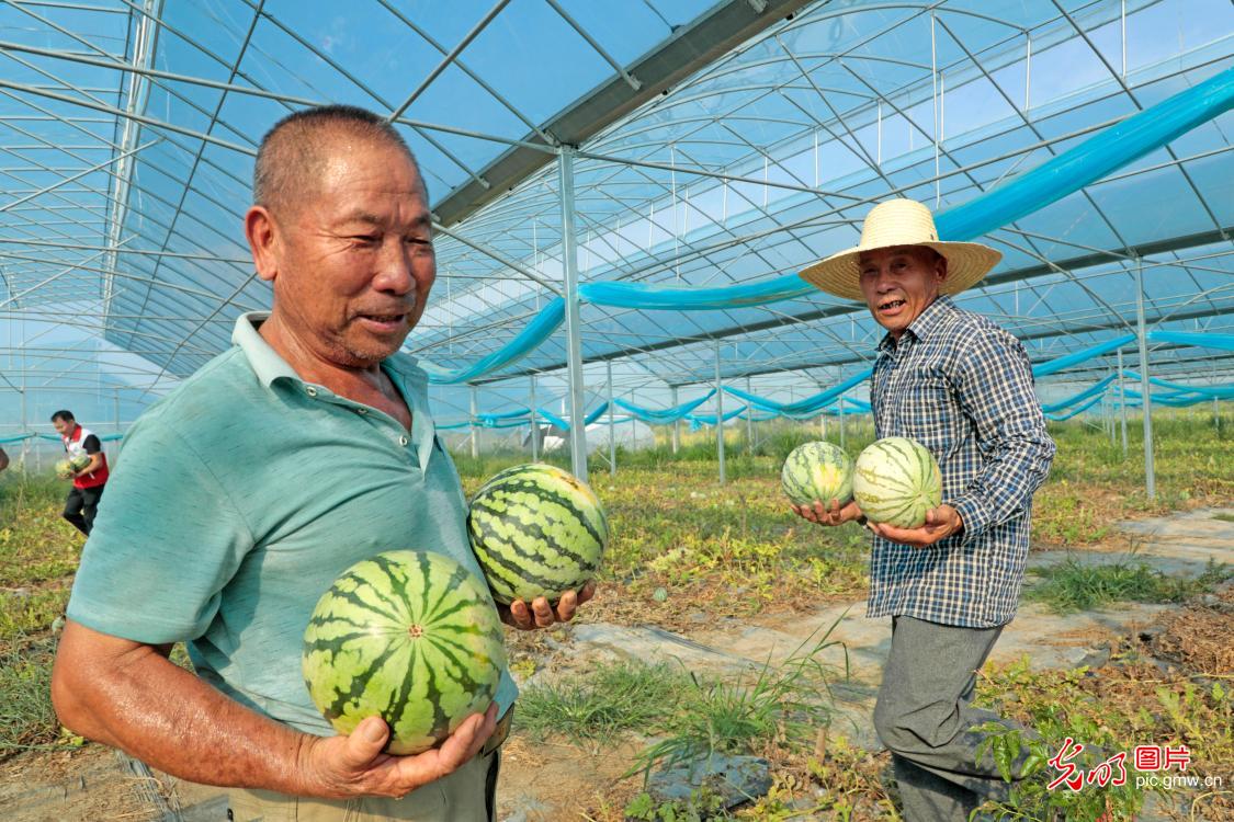 瓜果飘香采收忙