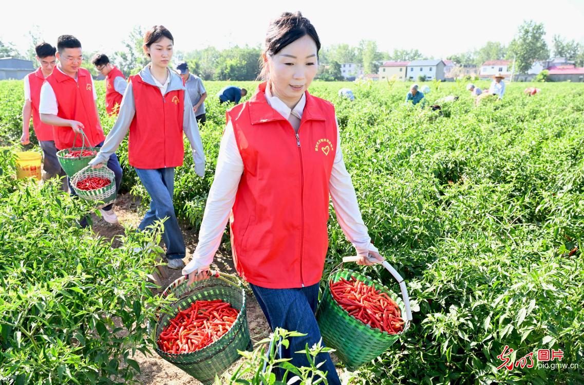 “订单辣椒”助村集体经济增收