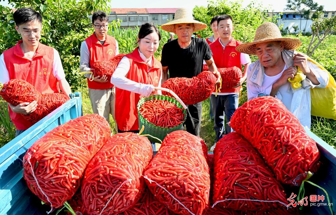 “订单辣椒”助村集体经济增收