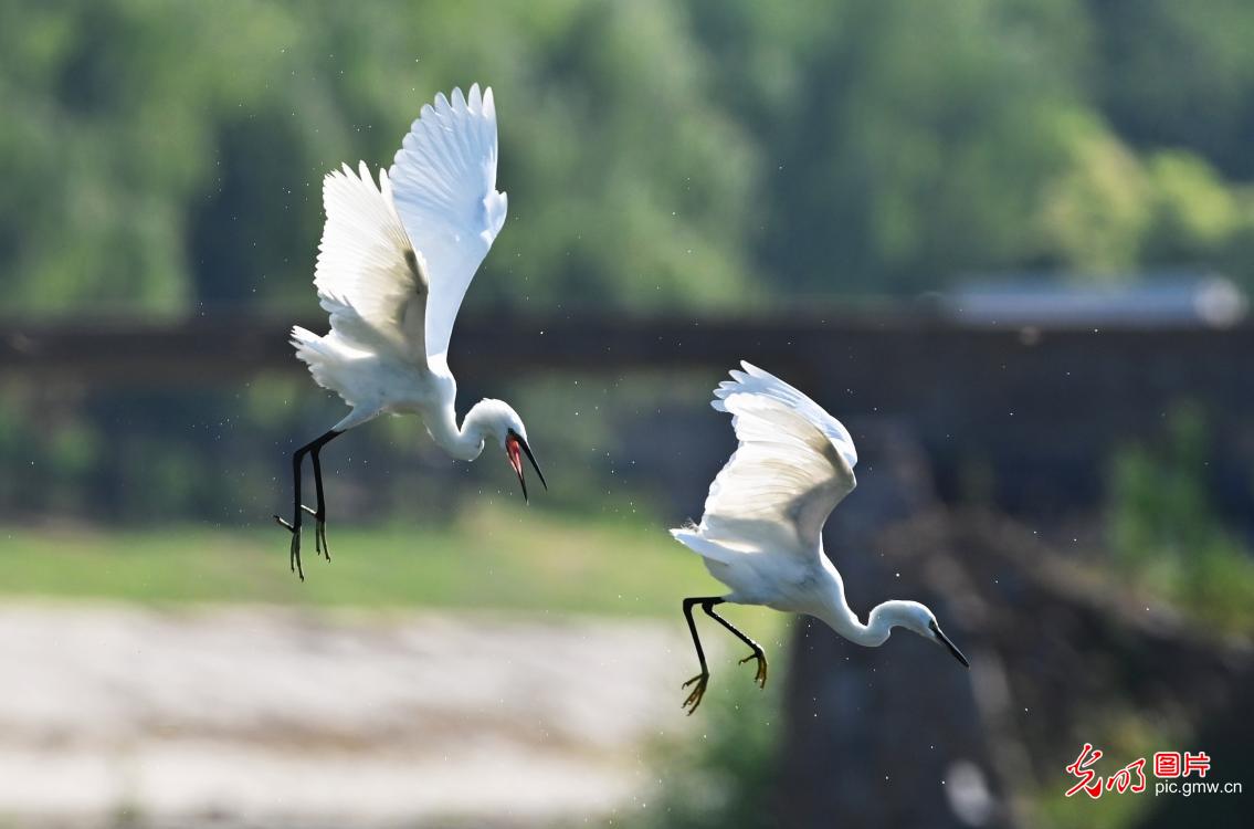 鹭舞翩跹生态美