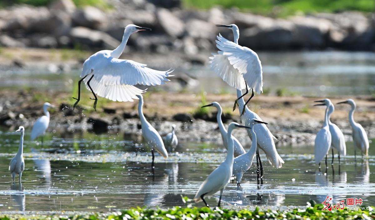 鹭舞翩跹生态美