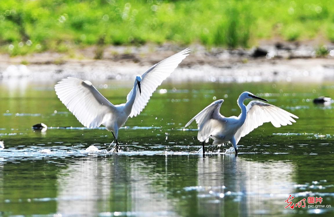 鹭舞翩跹生态美