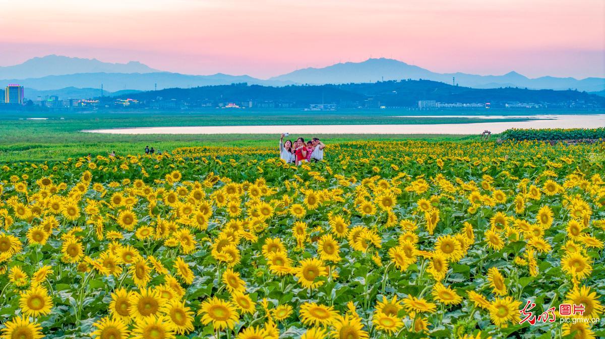 油葵花开 农文旅融合助振兴