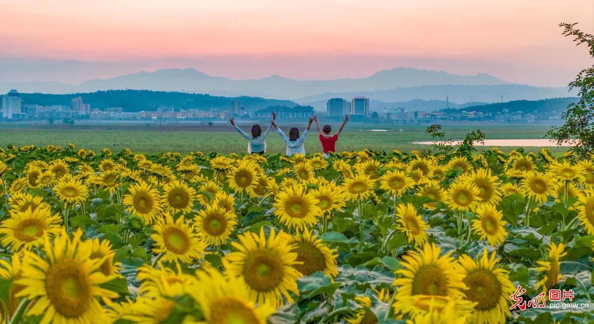 油葵花开 农文旅融合助振兴