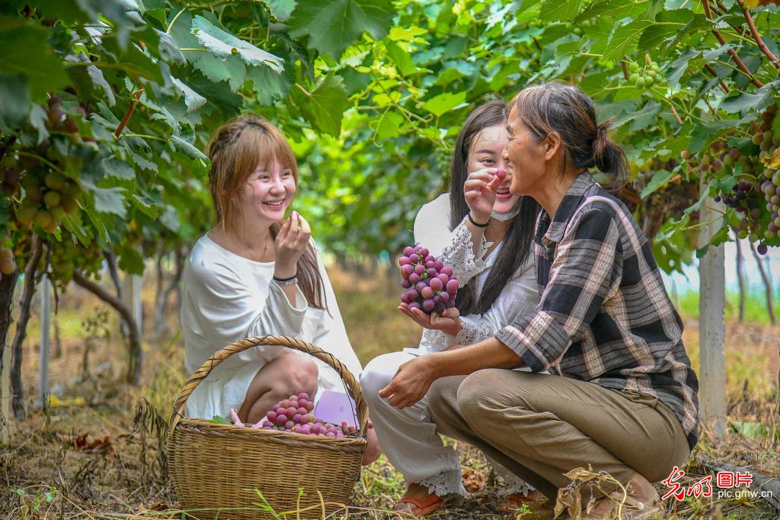 葡萄香满园 采摘正当时