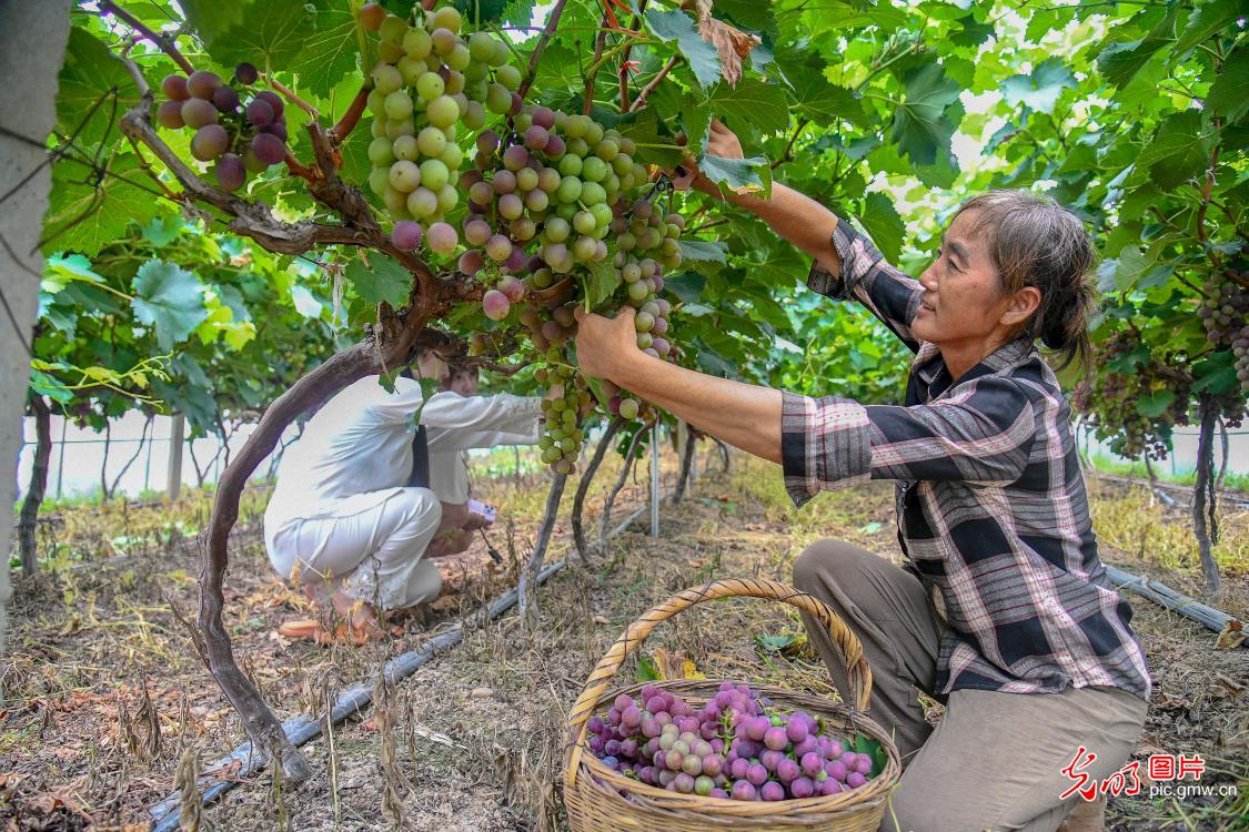 葡萄香满园 采摘正当时