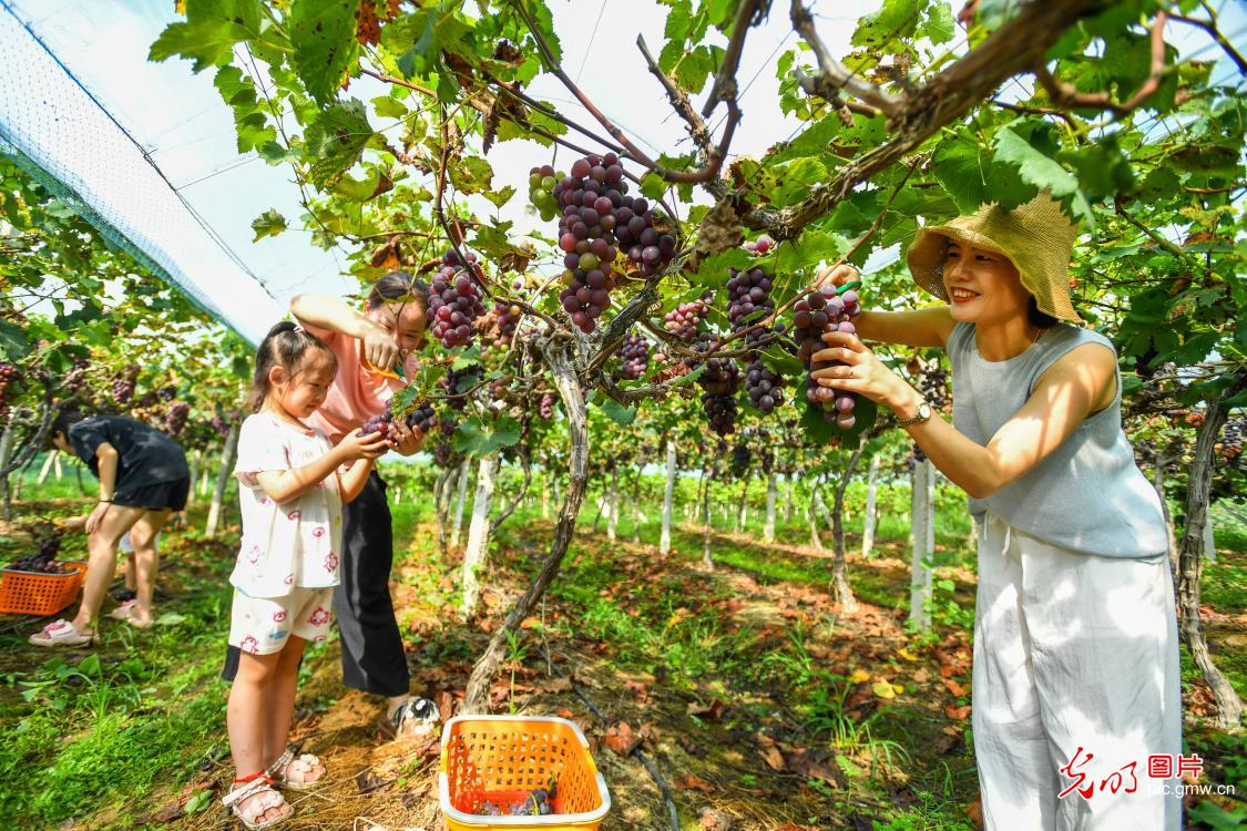 葡萄香满园 采摘正当时