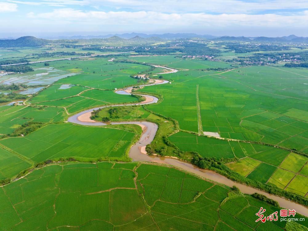 生态水系润良田 万亩晚稻涌绿浪