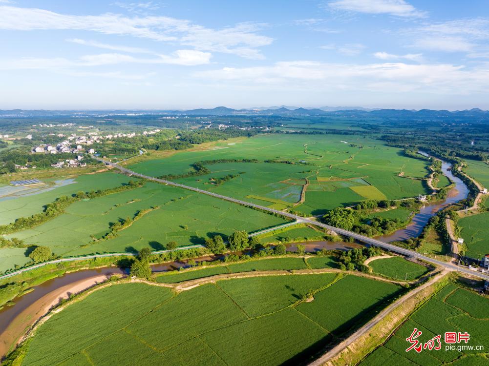 生态水系润良田 万亩晚稻涌绿浪