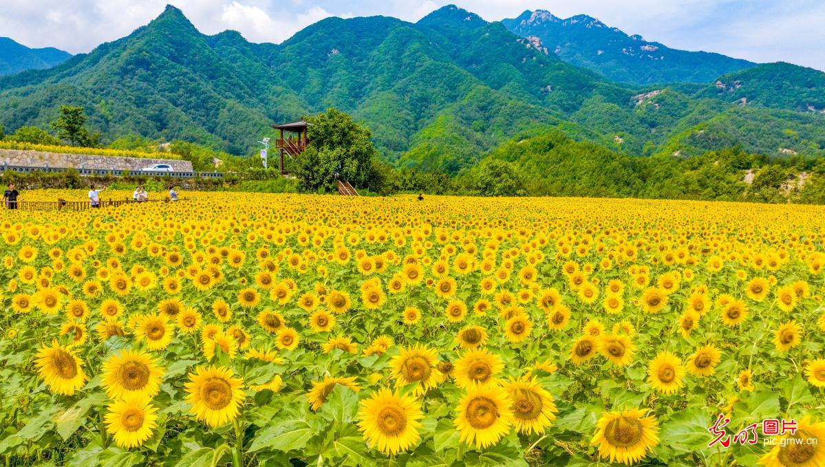 油葵花海引游人 农文旅融合助振兴