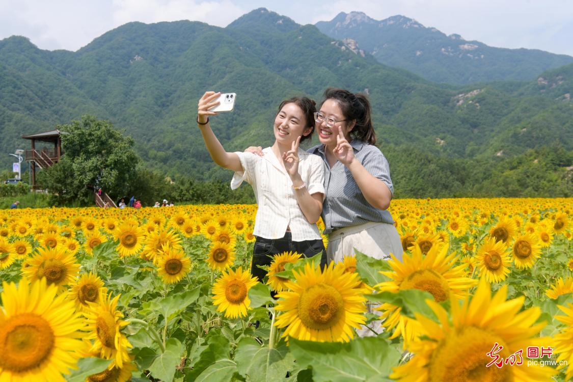 油葵花海引游人 农文旅融合助振兴