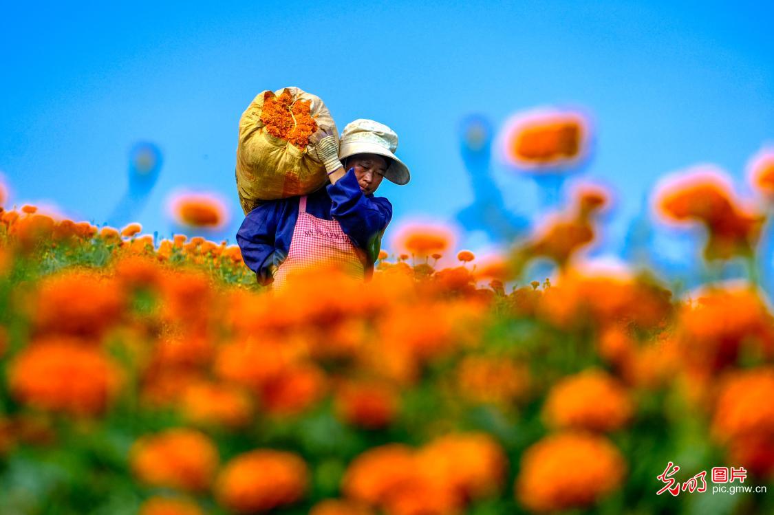 万亩菊花铺就增收路