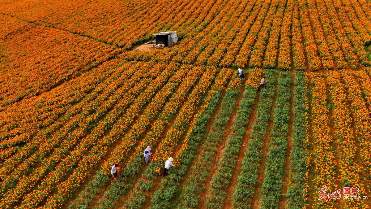 万亩菊花铺就增收路