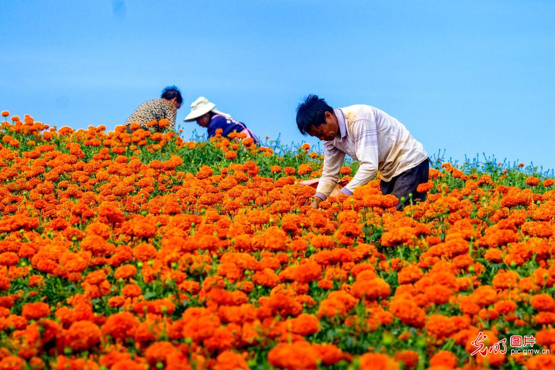 万亩菊花铺就增收路