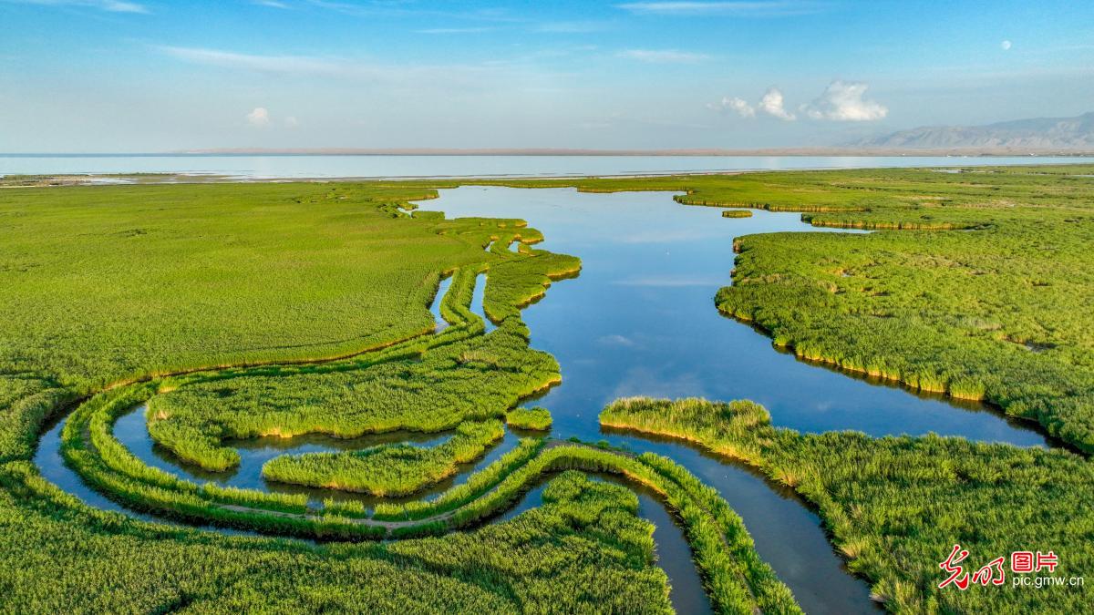 博斯腾湖湿地 芦苇绘生态