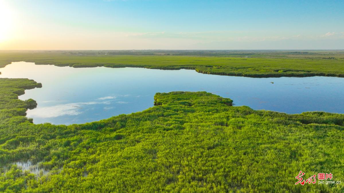 博斯腾湖湿地 芦苇绘生态